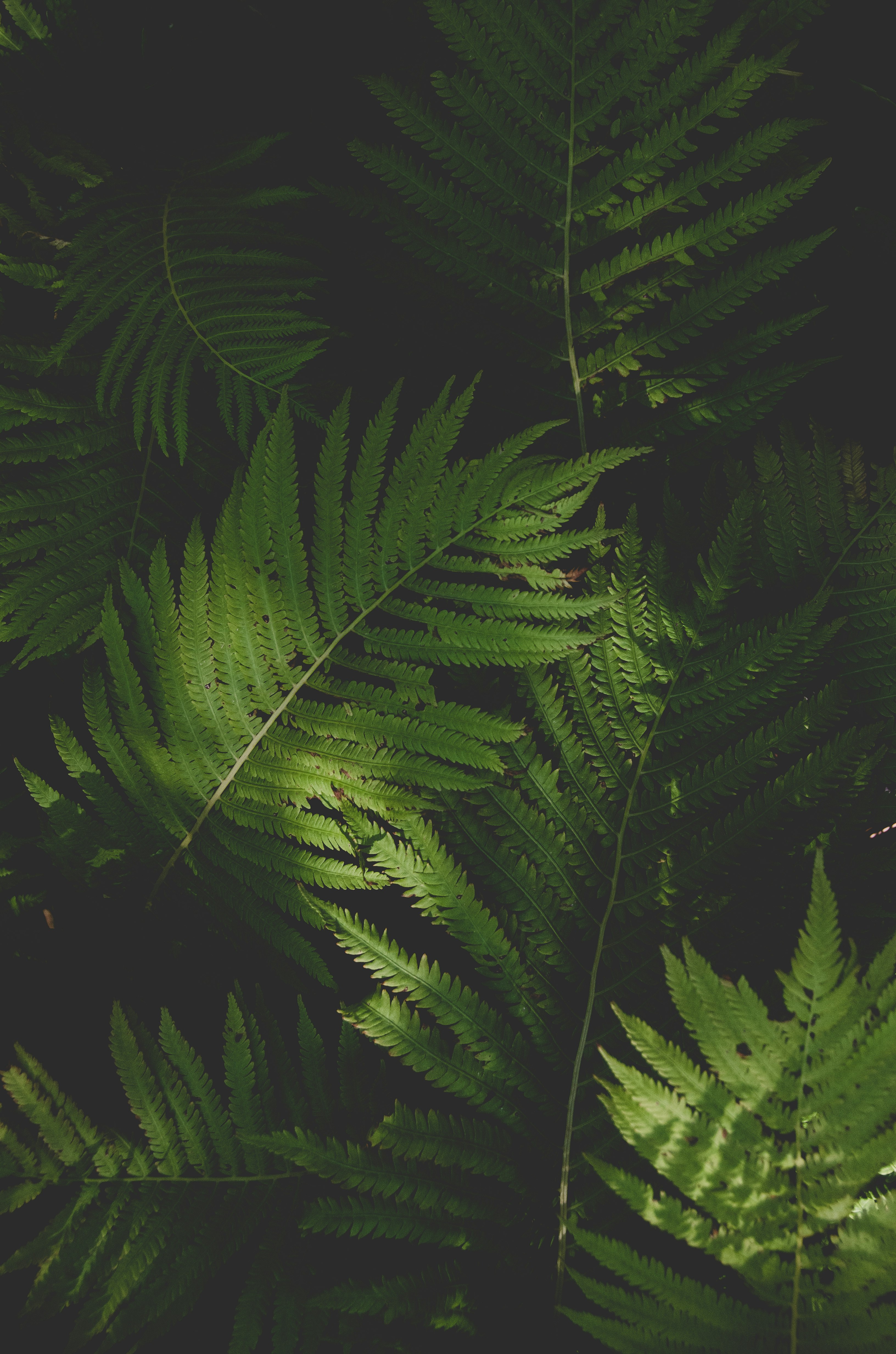 green fern plant in close up photography